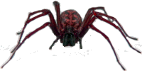spider