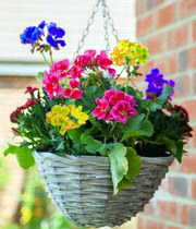 hanging basket