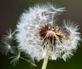 dandelion clock