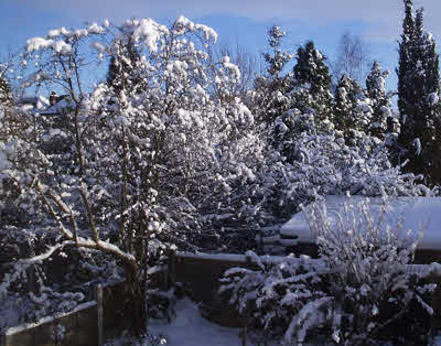 snow cotton trees