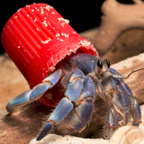 hermit crab
