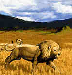 lion land