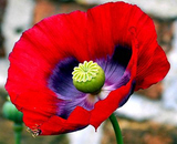 opium poppy