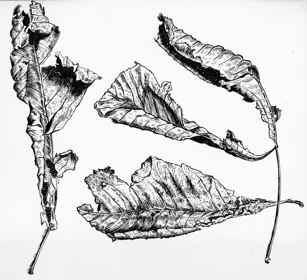 Horse chestnut leaves 2 by Harry Turner
