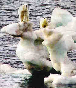 polar bears on summer ice